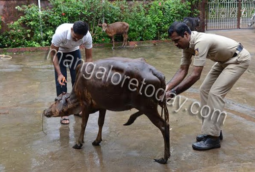 cows raid